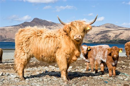 Highland Cows, Loch Buie, Isle of Mull, Argyll and Bute, Inner Hebrides, Scotland, UK Stock Photo - Rights-Managed, Code: 700-02071218