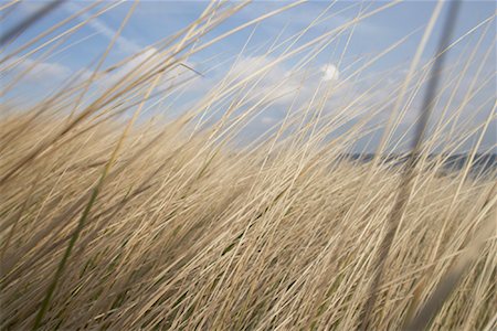 Close-up of Long Grass Fotografie stock - Rights-Managed, Codice: 700-02071341