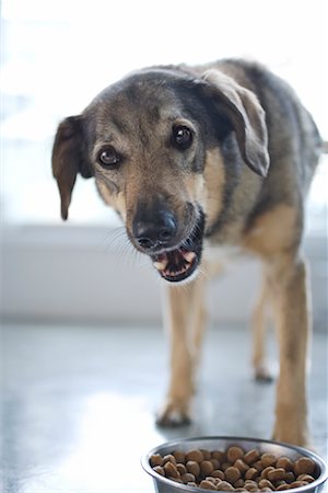 dog bowl - Portrait of Dog Eating Stock Photo - Rights-Managed, Code: 700-02080687