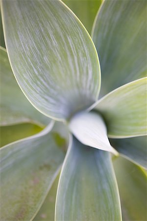 succulent - Gros plan de l'Agave Attenuata, Newport Beach, Orange County, Southern California, Californie, Etats-Unis Photographie de stock - Rights-Managed, Code: 700-02081934