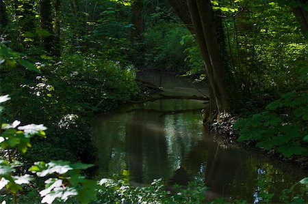 dark forest - River in Forest, Villeneuve a l'Archeveque, Burgundy, France Stock Photo - Rights-Managed, Code: 700-02082016