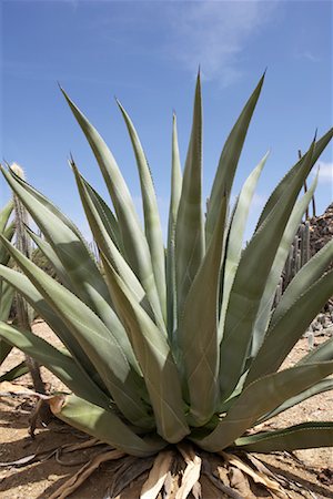 plantas do deserto - Agave Plant, Boca Onima, Bonaire, Netherlands Antilles Foto de stock - Direito Controlado, Número: 700-02082050