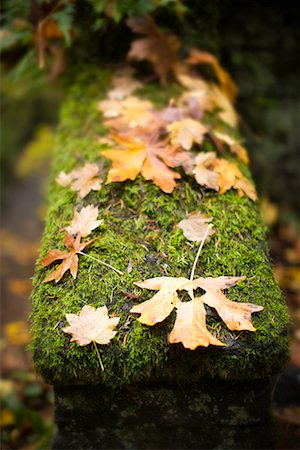 simsearch:879-09129090,k - Autumn Leaves on Moss Covered Log Stock Photo - Rights-Managed, Code: 700-02125606