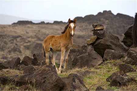 puledro - Horse, Easter Island, Chile Fotografie stock - Rights-Managed, Codice: 700-02128859