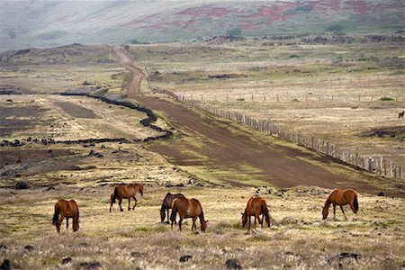 Horses, Easter Island, Chile Stock Photo - Rights-Managed, Code: 700-02128865