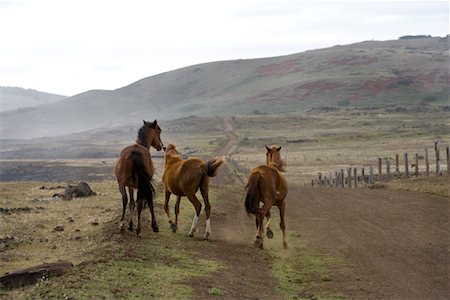 simsearch:832-03723590,k - Horses, Easter Island, Chile Fotografie stock - Rights-Managed, Codice: 700-02128862