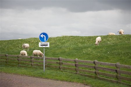 ranches with fenced livestock - Sheep in Pasture, Hindeloopen, Netherlands Stock Photo - Rights-Managed, Code: 700-02129124