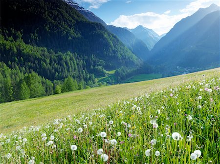 flower fields - Alpine Meadow, Nationalpark Hohe Tauern, Austria Stock Photo - Rights-Managed, Code: 700-02121177