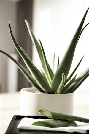 potted plants indoors nobody - Aloe Vera Stock Photo - Rights-Managed, Code: 700-02121411