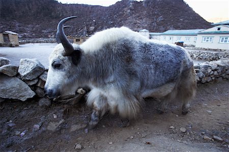 Yak, Nepal Foto de stock - Con derechos protegidos, Código: 700-02121536