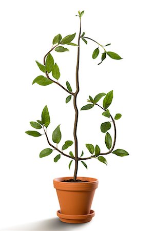 finance retirement - Potted Plant Shaped like Dollar Sign Foto de stock - Con derechos protegidos, Código: 700-02121575