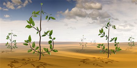 Plants Shaped like Dollar Signs Growing in Desert Landscape Stock Photo - Rights-Managed, Code: 700-02121573