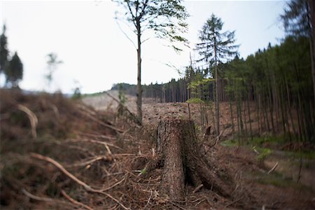 Deforestation, Harz National Park, Saxony-Anhalt, Germany Stock Photo - Rights-Managed, Code: 700-02130488