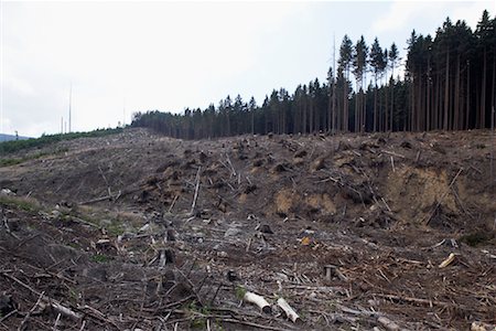 forest lumber - Deforestation, Harz National Park, Saxony-Anhalt, Germany Stock Photo - Rights-Managed, Code: 700-02130489