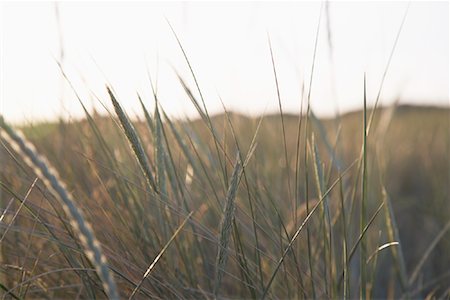 farm dusk crops - Close-up of Long Grass, St Peter-Ording, Nordfriesland, Schleswig-Holstein, Germany Stock Photo - Rights-Managed, Code: 700-02130498