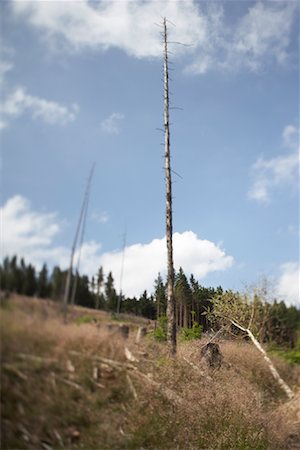 La déforestation, le Parc National du Harz, Saxe-Anhalt, Allemagne Photographie de stock - Rights-Managed, Code: 700-02130492