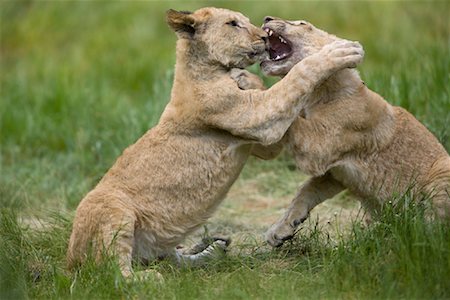 Lion Cubs spielen kämpfen Stockbilder - Lizenzpflichtiges, Bildnummer: 700-02130748