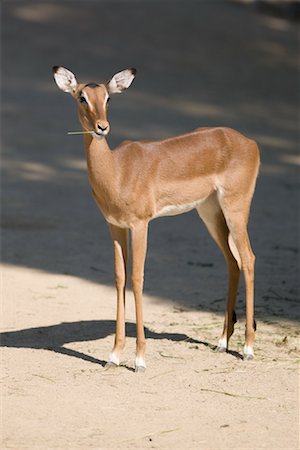 Portrait of Impala Foto de stock - Con derechos protegidos, Código: 700-02130749