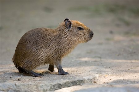 Portrait of Capybara Foto de stock - Con derechos protegidos, Código: 700-02130750