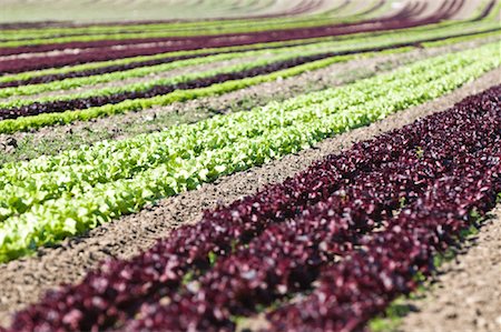 Rows of Lettuce Salzburg Land, Austria Stock Photo - Rights-Managed, Code: 700-02130769