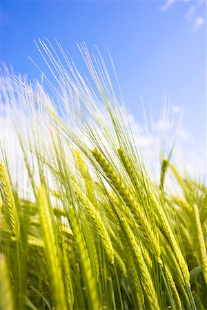 fertile fields - Close-up of Wheat Stock Photo - Rights-Managed, Code: 700-02130864