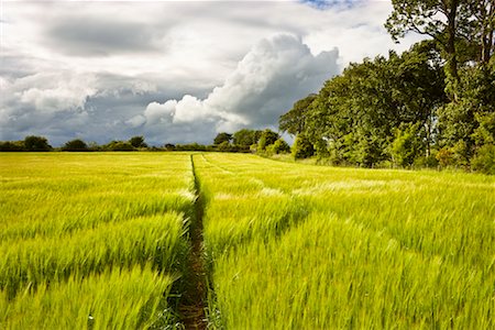 field of grain - Tire Tracks in Wheat Field Stock Photo - Rights-Managed, Code: 700-02130865