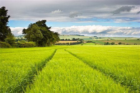 field of grain - Tire Tracks in Wheat Field, East Lothian, Scotland Stock Photo - Rights-Managed, Code: 700-02130860