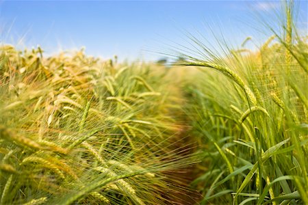 fields scenic low angle - Close-up of Wheat Field Stock Photo - Rights-Managed, Code: 700-02130870