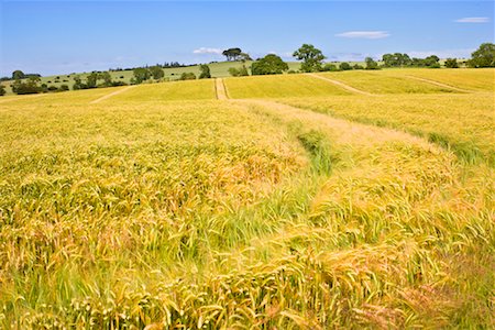 field of grain - Tire Tracks in Wheat Field Stock Photo - Rights-Managed, Code: 700-02130871