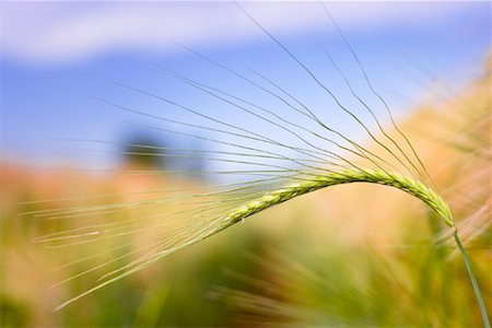 Close-up of Wheat Foto de stock - Con derechos protegidos, Código: 700-02130872