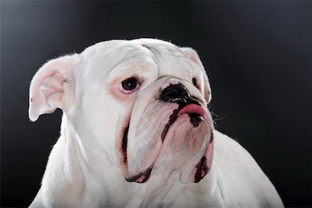 faire la moue - Portrait de Bulldog anglais Photographie de stock - Rights-Managed, Code: 700-02156826