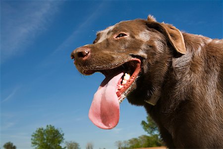 simsearch:693-03303306,k - Portrait of Chocolate Labrador Retriever Stock Photo - Rights-Managed, Code: 700-02156827