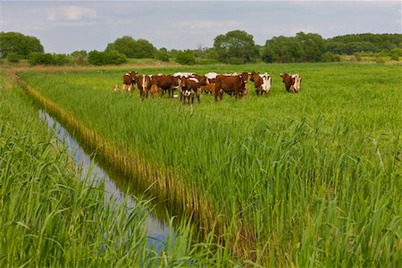 Cattle in Field, Mecklenburg- Vorpommern, Germany Foto de stock - Con derechos protegidos, Código: 700-02159059