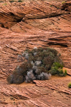 simsearch:700-00050713,k - Plantes qui poussent dans des terrains pierreux, Page, Arizona, USA Photographie de stock - Rights-Managed, Code: 700-02175731