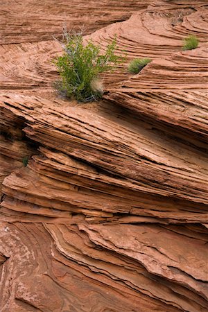 simsearch:700-00050713,k - Plantes qui poussent dans des terrains pierreux, Page, Arizona, USA Photographie de stock - Rights-Managed, Code: 700-02175732