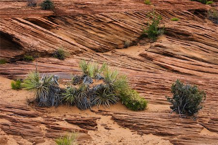 simsearch:700-00050713,k - Plantes qui poussent dans des terrains pierreux, Page, Arizona, USA Photographie de stock - Rights-Managed, Code: 700-02175733