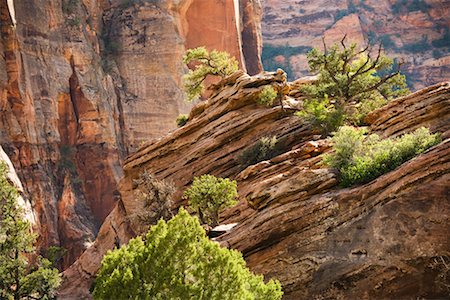 parque nacional zion - Zion National Park, Utah, USA Foto de stock - Con derechos protegidos, Código: 700-02175780