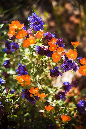 Close-up of Wildflowers, Zion National Park, Utah, USA Stock Photo - Rights-Managed, Code: 700-02175797