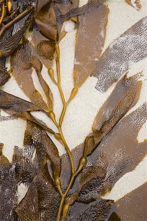 Close-up of Seaweed, Carmel, California, USA Fotografie stock - Rights-Managed, Codice: 700-02175867