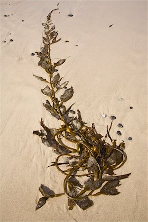 Close-up of Seaweed, Carmel, California, USA Stock Photo - Rights-Managed, Code: 700-02175868