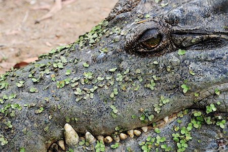 Saltwater Crocodile, Northern Territory, Australia Fotografie stock - Rights-Managed, Codice: 700-02176584