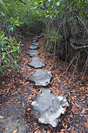 Pierres de gué sur le chemin à travers les arbres de la Mangrove, Tulum, Mexique Photographie de stock - Rights-Managed, Code: 700-02198236