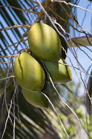 Coconuts on Palm Tree, Tulum, Mexico Stock Photo - Rights-Managed, Code: 700-02198238