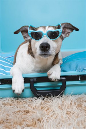 Jack Russell Terrier in Suitcase Foto de stock - Con derechos protegidos, Código: 700-02198261