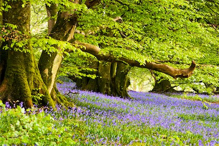 Glockenblumen und Bäume, Dumfries and Galloway, Schottland Stockbilder - Lizenzpflichtiges, Bildnummer: 700-02193895