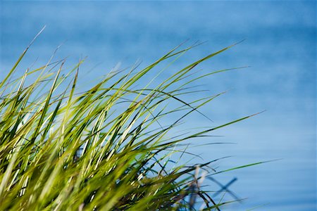 Tall Grass Along Beach Huntington, California, USA Stock Photo - Rights-Managed, Code: 700-02200128