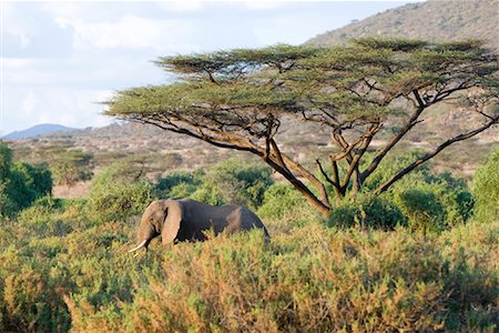 samburu - Éléphant, Parc National de Samburu, au Kenya Photographie de stock - Rights-Managed, Code: 700-02200378