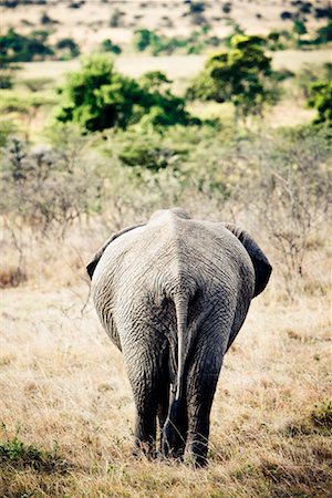 Elephant, Samburu National Park, Kenya Stock Photo - Rights-Managed, Code: 700-02200381