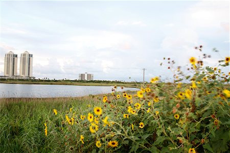 Flowers by Ocean and City, Stewart Beach, Galveston, Texas, USA Stock Photo - Rights-Managed, Code: 700-02200660