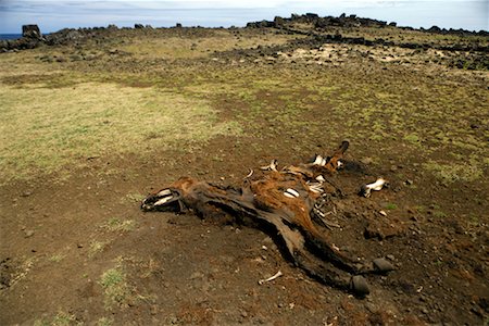 Decaying Carcass of Horse, Easter Island, Chile Stock Photo - Rights-Managed, Code: 700-02217069